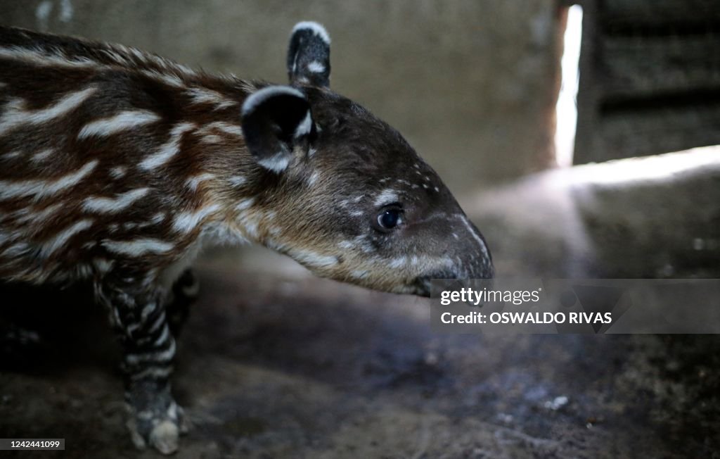 NICARAGUA-ZOO-TAPIR