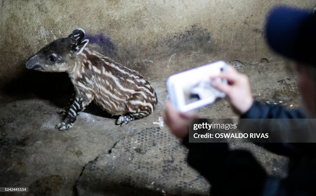 NICARAGUA-ZOO-TAPIR