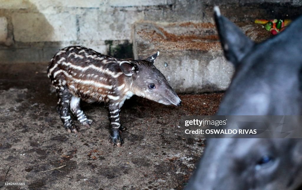 NICARAGUA-ZOO-TAPIR