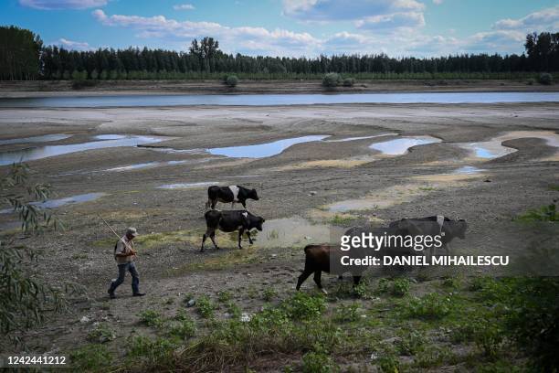 Man and his cows walk along water ponds on the dry river bed of Danube's branch "Borcea" in Roseti village, southern Romania on August 11, 2022. The...