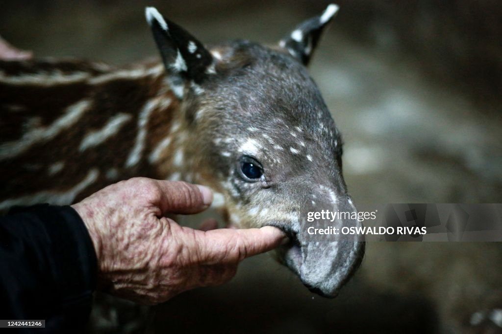NICARAGUA-ZOO-TAPIR