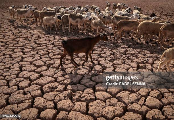 Herd of sheep walk over cracked earth at al-Massira dam in Ouled Essi Masseoud village, some 140 kilometres south from Morocco's economic capital...