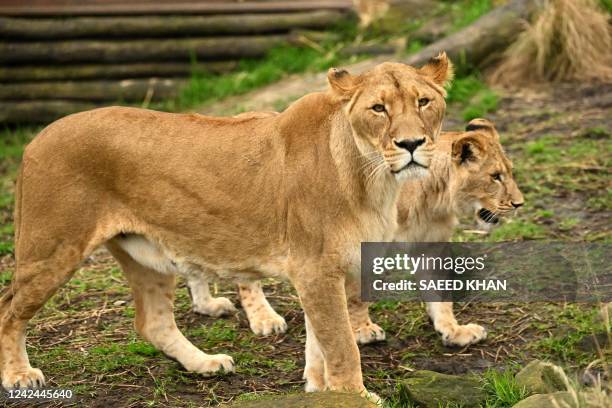 Lion 'Maya' stays next to her cub on the first birthday at the Taronga Zoo in Sydney on August 12, 2022. - The five lion cubs, Khari, Luzuko, Malika,...