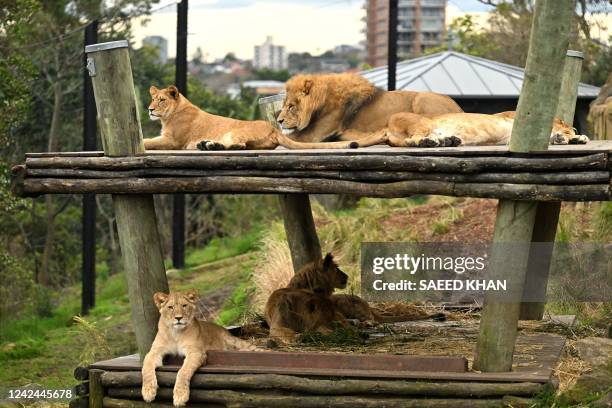 Five cubs stay close to their father "Ato" on their first birthday at the Taronga Zoo in Sydney on August 12, 2022. - The five lion cubs, Khari,...