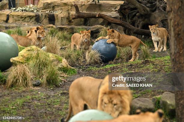 Lion cubs play with balls as they come out of the cage on their birthday at Taronga Zoo in Sydney on August 12, 2022. - The five lion cubs, Khari,...