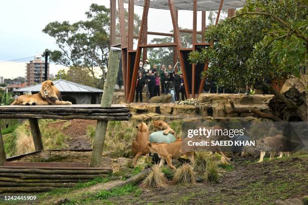 Lion 'Ato' looks on as cubs play with balls on the day of their first birthday at the Taronga Zoo in Sydney on August 12, 2022. - The five lion cubs,...