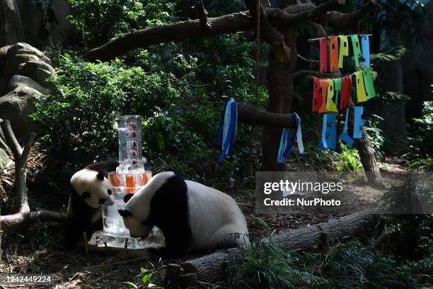Singapores first giant panda cub, named Le Le , and his mother, Jia Jia check out a three-tier ice cake embedded with carrots, bamboo and edible...