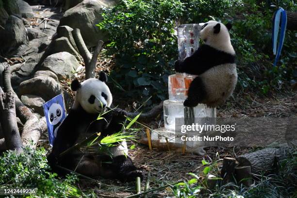Singapores first giant panda cub, named Le Le , climbs onto a three-tier ice cake embedded with carrots, bamboo and edible flowers, and topped with...