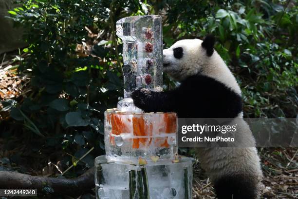 Singapores first giant panda cub, named Le Le, checks out his three-tier ice cake embedded with carrots, bamboo and edible flowers, and topped with...