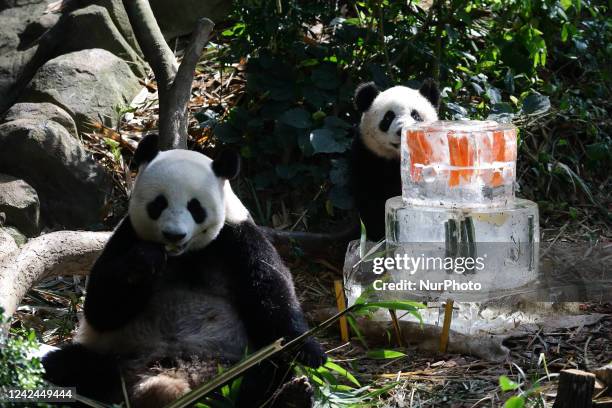 Singapores first giant panda cub, named Le Le , checks out a three-tier ice cake embedded with carrots, bamboo and edible flowers, and topped with...