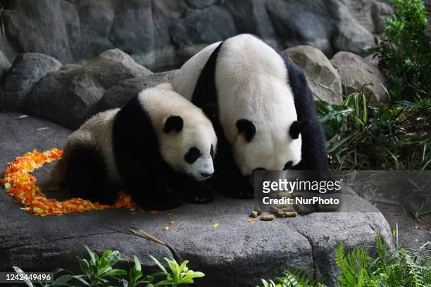 Singapores first giant panda cub, named Le Le , and his mother, Jia Jia check out the birthday goodies ahead of Le Les first birthday celebration...