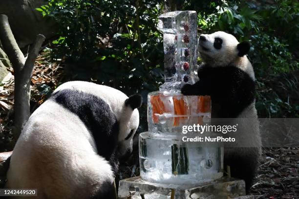 Singapores first giant panda cub, named Le Le , and his mother, Jia Jia check out a three-tier ice cake embedded with carrots, bamboo and edible...