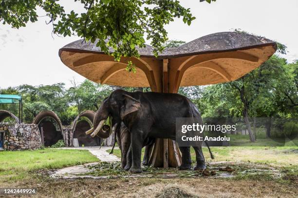 Elephants are seen at the National Zoological Park on the occasion of the 'World Elephant Day' in New Delhi, India on August 10, 2022.