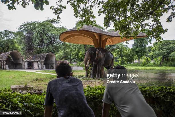 An elephant is seen at the National Zoological Park on the occasion of the 'World Elephant Day' in New Delhi, India on August 10, 2022.