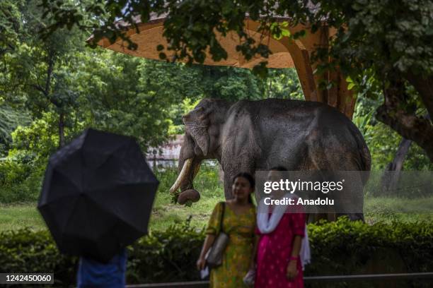 People take photos of an elephant at the National Zoological Park ahead of the 'World Elephant Day' in New Delhi, India on August 10, 2022.