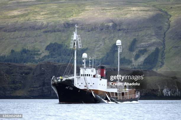 The harpoon ship Hvalur 9 is seen transporting two Fin whales on Hvalfjordur fjord near the village of Midsandur, Iceland, some 70 km north of...