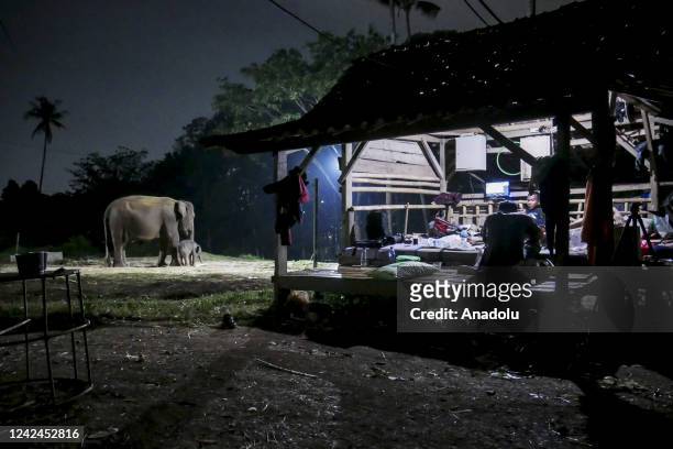 Baby Sumatran elephant who is only 4 days old plays with his mother under the supervision of a mahout and a veterinarian at the Lembah Hijau...