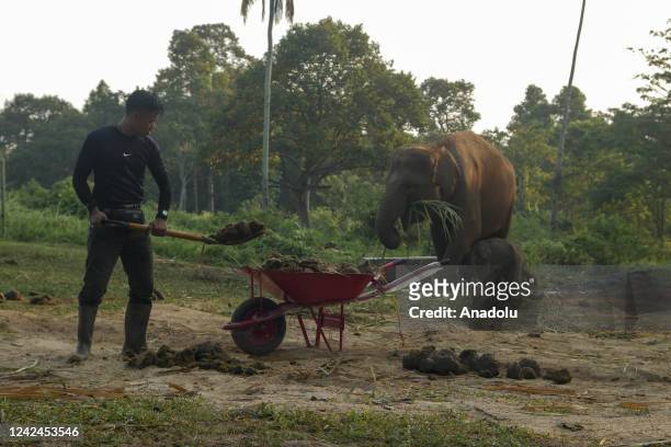 Baby Sumatran elephant who is only 4 days old plays with his mother under the supervision of a mahout and a veterinarian at the Lembah Hijau...