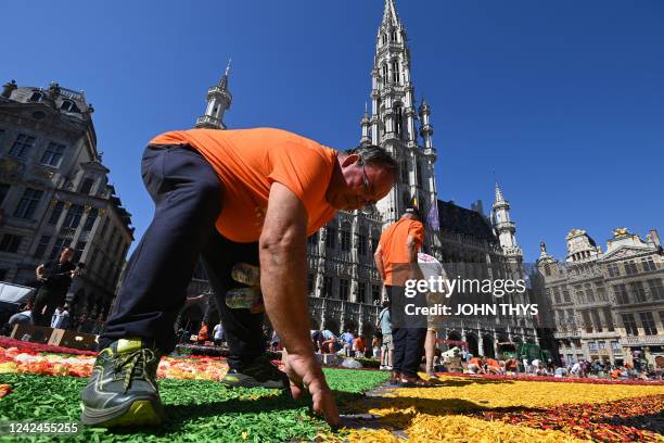 Volunteer works on the creation of the Flower Carpet on the Grand-Place in Brussels on August 12, 2022. - The 22nd edition of Brussels' Flower Carpet...