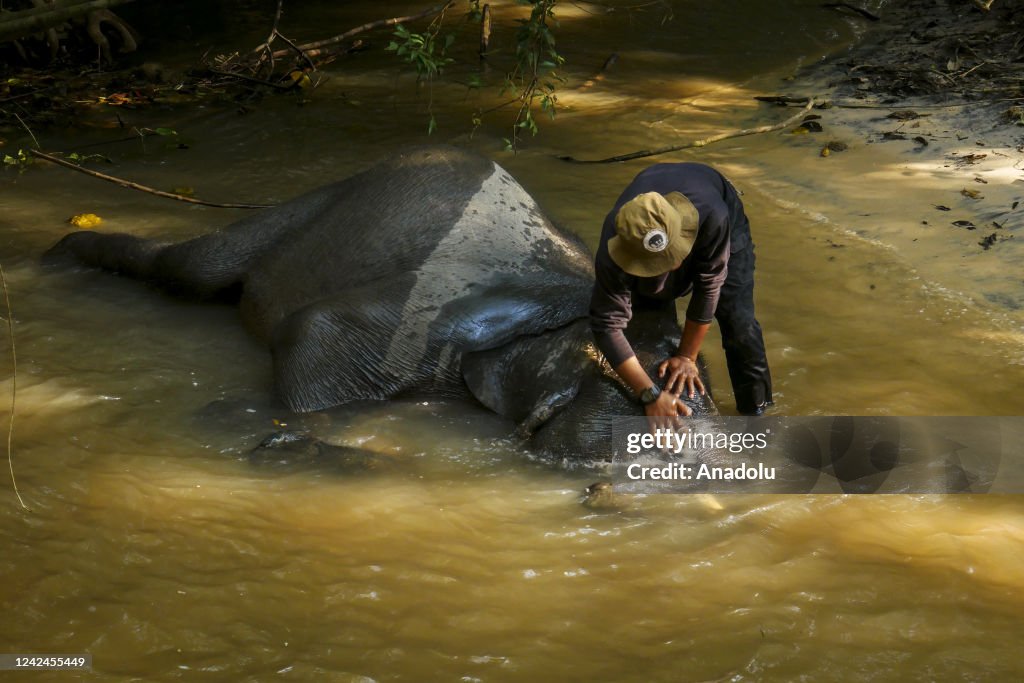 Jungle patrol with tame elephant in Indonesia
