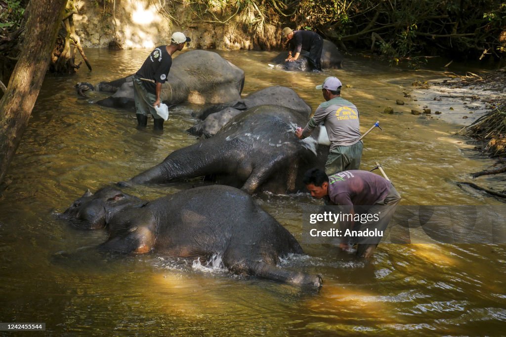 Jungle patrol with tame elephant in Indonesia