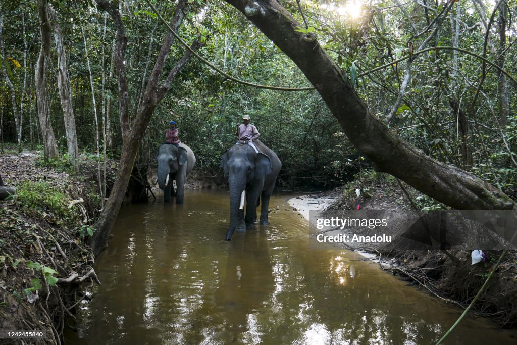Jungle patrol with tame elephant in Indonesia