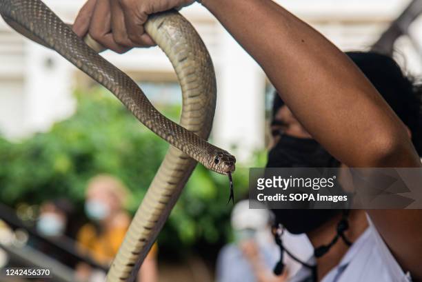 Thai snake expert holds a Rat Snake during a snake show at the Queen Saovabha Memorial Institute and Snake Farm in Bangkok. The Queen Saovabha...