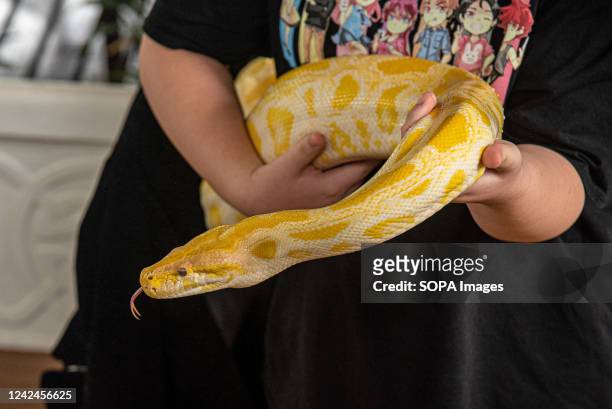 Visitor seen carry a Burmese Python at the Queen Saovabha Memorial Institute and Snake farm in Bangkok. The Queen Saovabha Memorial Institute also...