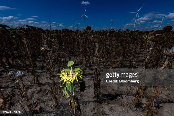 Wind turbines near a field of sunflowers, destroyed by drought caused by a heat wave, near Luckau, Germany, on Friday, Aug. 12, 2022. Drought has...