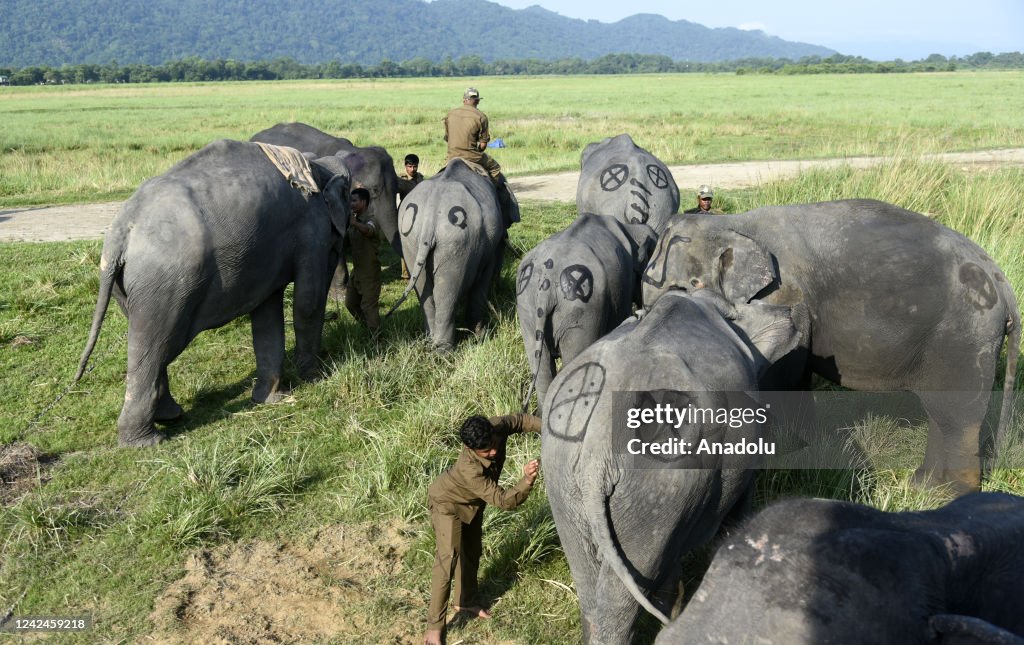 World Elephant Day in India