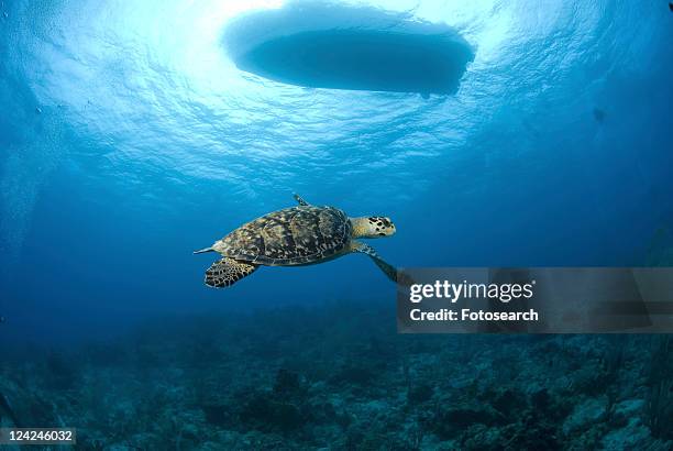 hawksbill turtle (eretmochelys imbriocota), swimming over coral reef with boat silhouette above, little cayman island, cayman islands, caribbean - lowest stockfoto's en -beelden