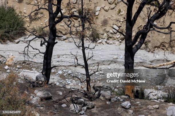 Burned trees stand next to the creek where a recent flash flood swept through in the burn scar of the 2021 Inyo Creek Fire, which occurred near Mount...