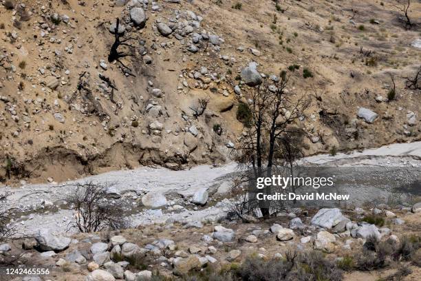 Burned trees stand next to the creek where a recent flash flood swept through in the burn scar of the 2021 Inyo Creek Fire, which occurred near Mount...