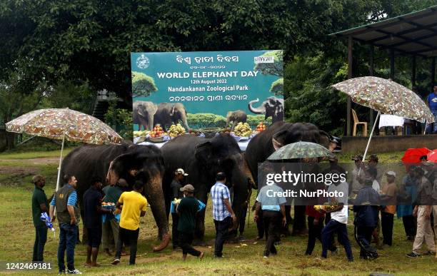 15 Nandankanan Zoological Park Stock Photos High Res Pictures And 15-nandankanan-zoological-park-stock-photos-high-res-pictures-and