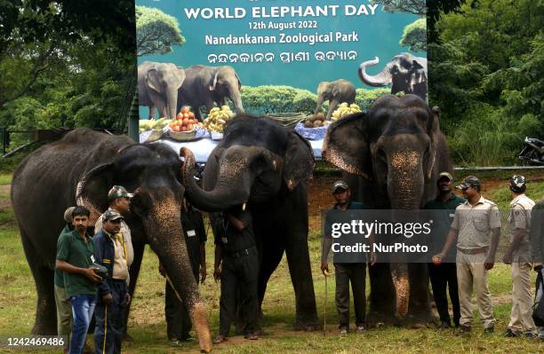 15 Nandankanan Zoological Park Stock Photos High Res Pictures And 15-nandankanan-zoological-park-stock-photos-high-res-pictures-and