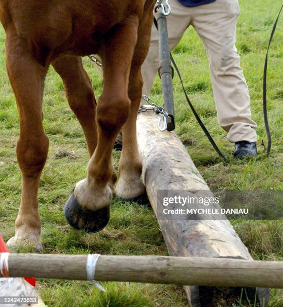 Le débardeur anglais David Botting mène son suffolk lors d'une épreuve de débardage, le 14 octobre 2006 au cours des journées internationales de...