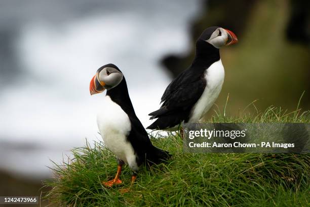 Puffins are seen from the cliffs of Heimaey island, Vestmannaeyjar, Iceland. The Vestmannaeyjar archipelago is home to more than 700,000 pairs of...