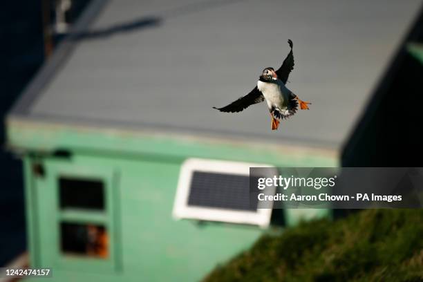 Puffin is seen with a freshly caught fish in its beak on the cliffs of Heimaey island, Vestmannaeyjar, Iceland. The Vestmannaeyjar archipelago is...