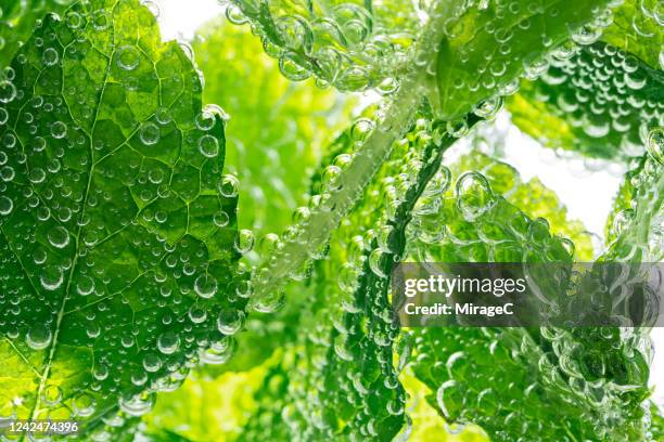 mint leaves in sparkling water - sparkling water stock-fotos und bilder