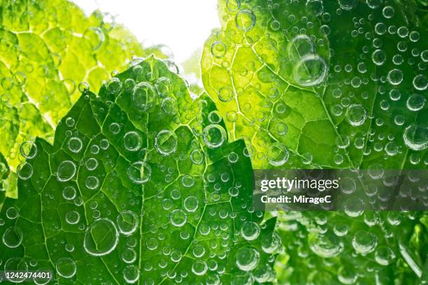 mint leaves in sparkling water - menthe fraîche photos et images de collection