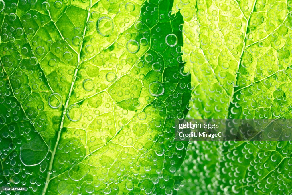 Mint Leaves in Sparkling Water