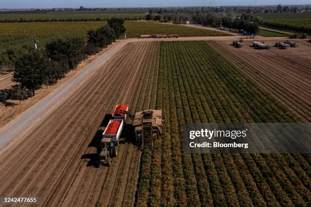 Farmers harvest tomatoes in Winters, California, US, on Friday, Aug. 12, 2022. Drought and water shortages are hurting processing tomato production...