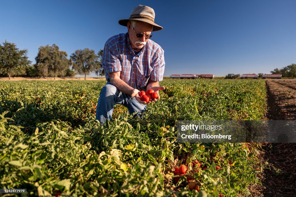 Bruce Rominger Bruce Rominger in his tomato field in Winters, California, US, on ...