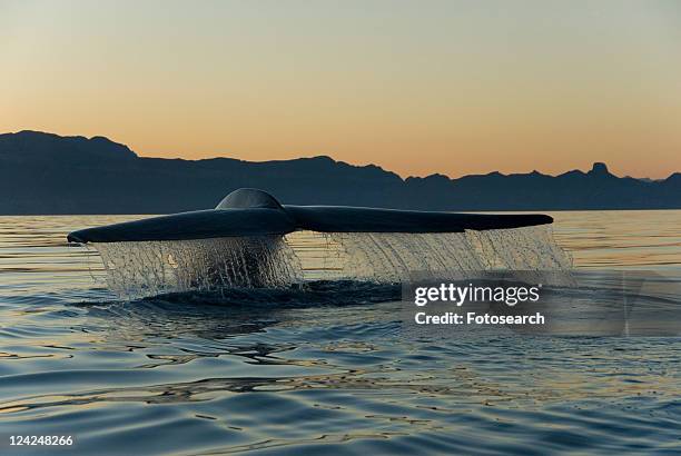 blue whale (balaenoptera musculus). a blue whale tail as it leaves the water prior to diving. gulf of california. - blauwal stock-fotos und bilder