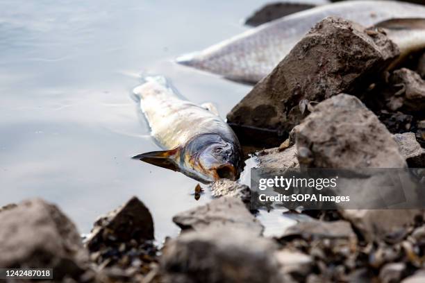 Dead fish laying on the bank of Oder river near Kustrien-Kietz on Oder. The Oder river, which partly runs on the Polish-German border, is believed to...