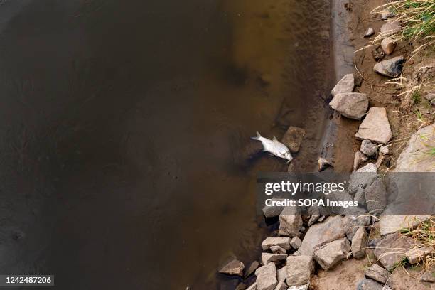 Dead fish laying on the bank of Oder river near Kustrien-Kietz on Oder. The Oder river, which partly runs on the Polish-German border, is believed to...