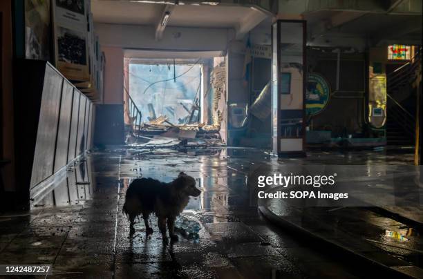 Silhouette of a wet stray dog wandering into the corridor of a destroyed specialized school in Kharkiv after a fire caused by a Russian military...