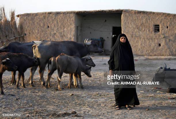Woman tends to her water buffaloes while grazing in the Hawiza marsh near the city of al-Amarah in southern Iraq on July 27, 2022. - The reputed home...