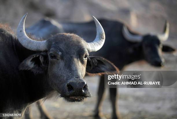 Water buffaloes graze in the Hawiza marsh near the city of al-Amarah in southern Iraq on July 27, 2022. - The reputed home of the biblical Garden of...