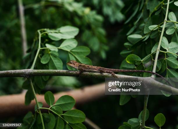 Baby changeable lizard or oriental garden lizard sitting on a moringa tree to catch prey on the World Lizard Day at Tehatta, West Bengal; India on...